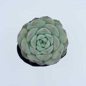 sen đá, sen đá sao băng, Echeveria Albicans