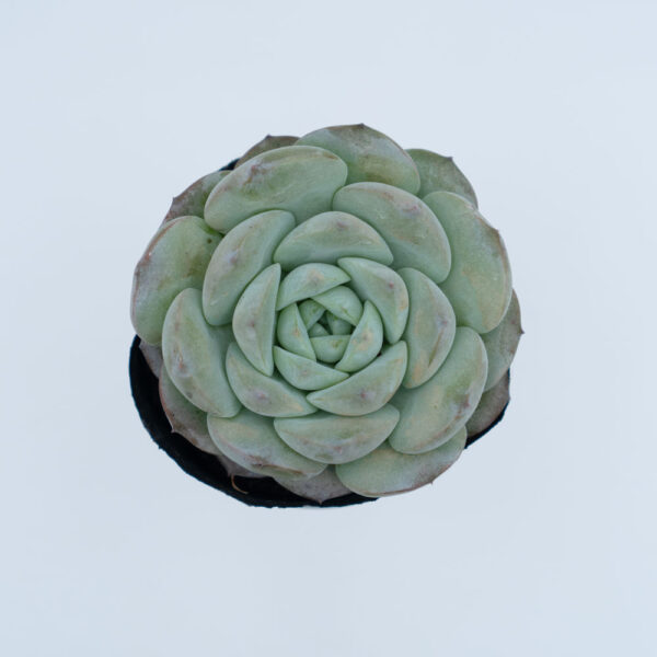 sen đá, sen đá sao băng, Echeveria Albicans