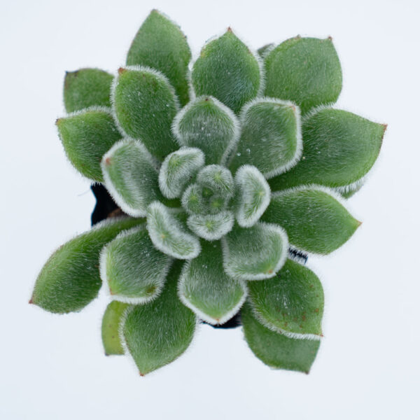 sen đá, sen đá nhung xanh, Echeveria Setosa