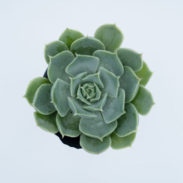 sen đá, sen đá phật bà, Sempervivum Tectorum