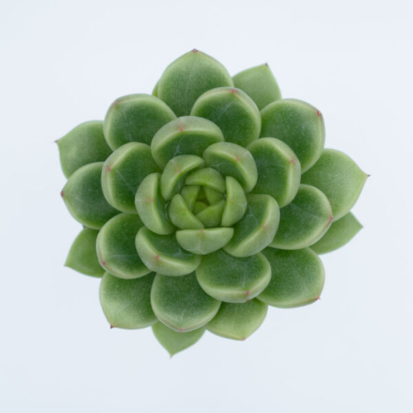 Echeveria Albicans, sen đá, sen đá bánh bao