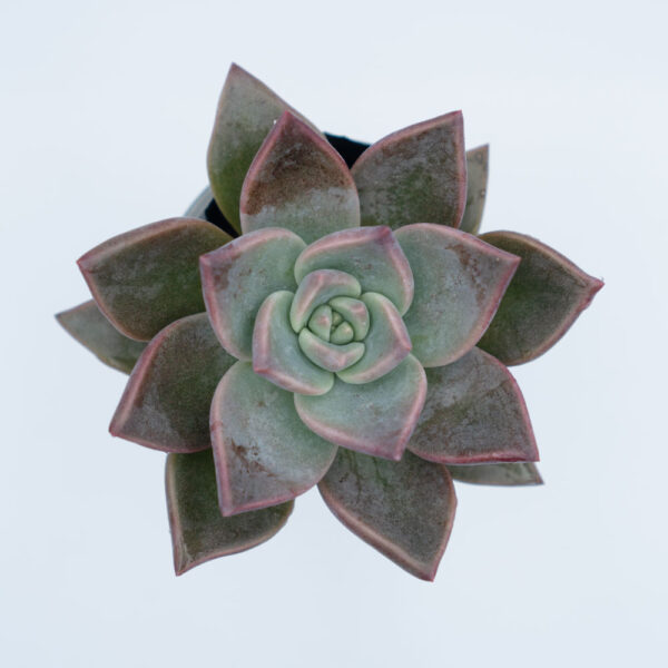 sen đá đế vương, sen đá, Echeveria Ebony Agavoide