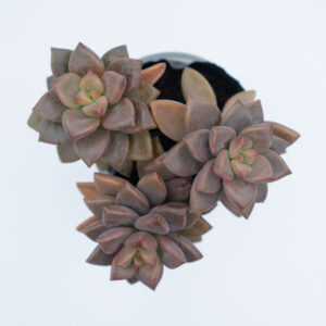 sen đá đỏ lá ngắn, sen đá, Graptosedum Bronze Variegata