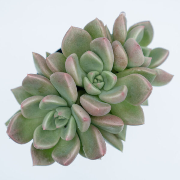 sen đá sỏi hồng lá, sen đá, Moonstone Succulent