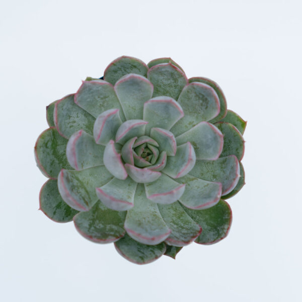 sen đá viền đỏ, sen đá, Pulido’s Echeveria