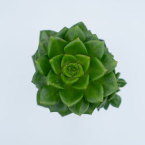 sen đá giva hà lan, sen đá, Echeveria Agavoides