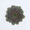 Sedum Dasyphyllum, sen đá, sen đá hoa hồng tím