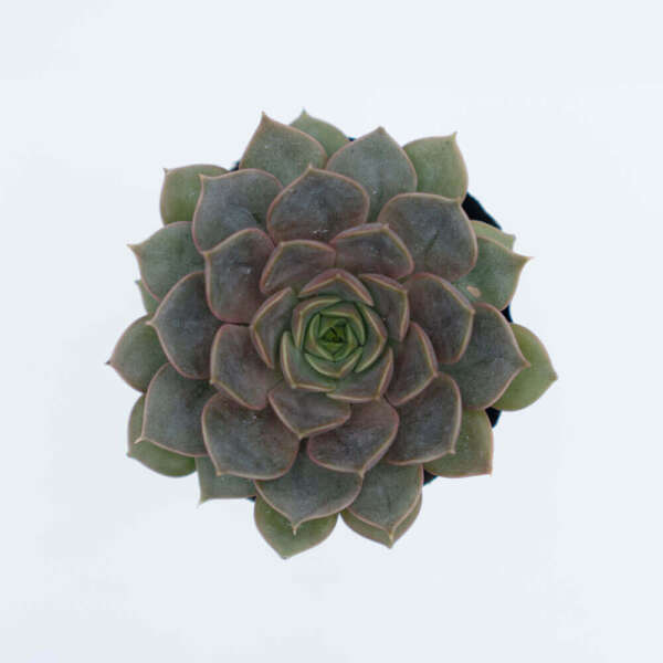 Sedum Dasyphyllum, sen đá, sen đá hoa hồng tím