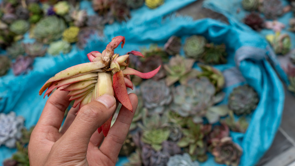 thuần sen đá mới mua