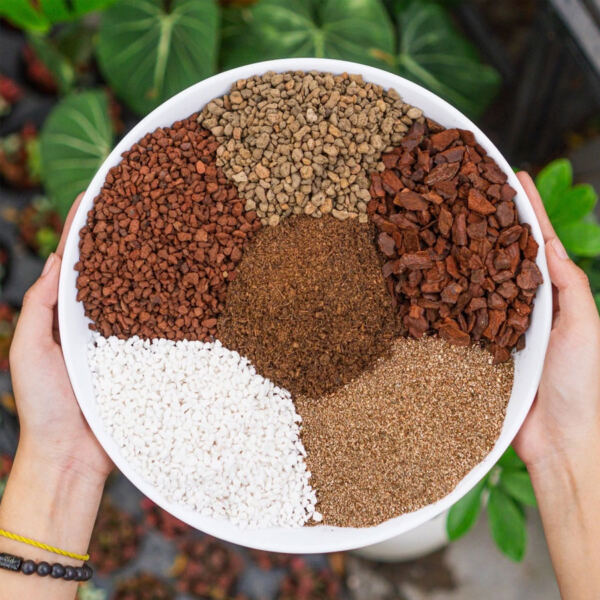 đất trồng sen đá, đất trồng sen đá soil mix, soil mix