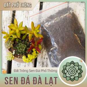 đất trồng sen đá, đất trồng sen đá giá rẻ, đất trồng sen đá phổ thông
