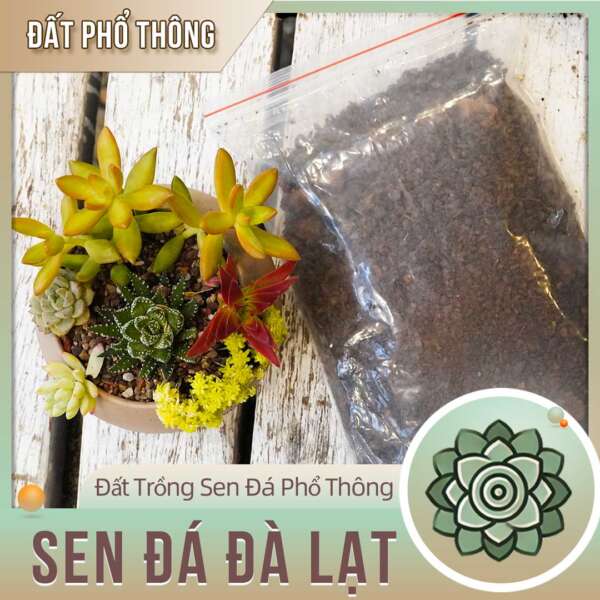 đất trồng sen đá, đất trồng sen đá giá rẻ, đất trồng sen đá phổ thông