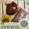 đất trồng sen đá, đất trồng sen đá chuyên dụng, đất trồng sen đá trưng bày