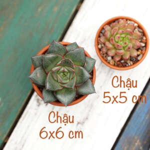 sen đá, sen đá đà lạt