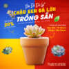 sen đá lớn trồng sẵn chậu đất nung