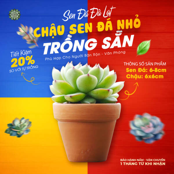 sen đá trồng đất nung, sen đá nhỏ trồng chậu đất nung