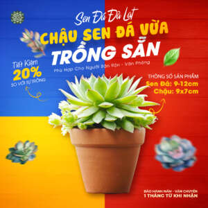 sen đá vừa trồng sẵn chậu đất nung
