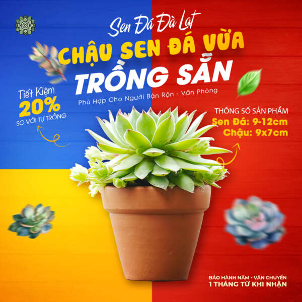 sen đá vừa trồng sẵn chậu đất nung