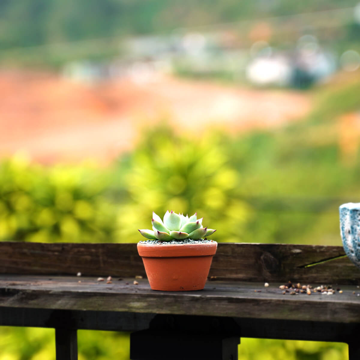 chậu đất nung 7x4cm