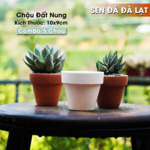 chậu đất nung 10x9cm, chậu đất nung