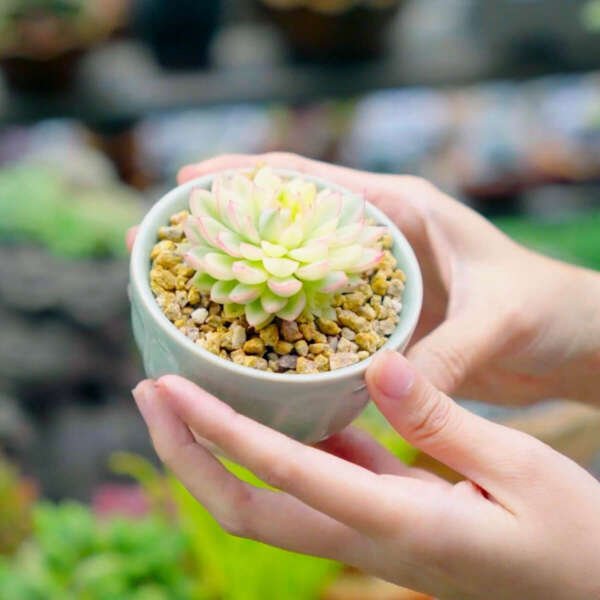 dùng đá masato phủ bề mặt