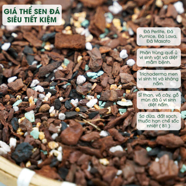 đất trồng sen đá phổ thông