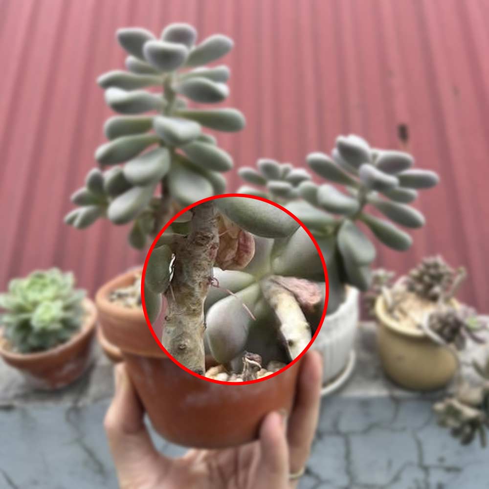 sen đá mọc rễ ở thân, thân sen đá mọc rễ