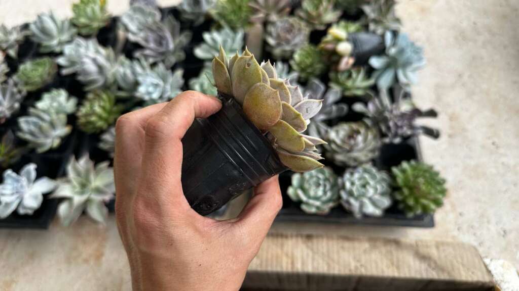 thay chậu sen đá, khi nào thay chậu cho sen đá