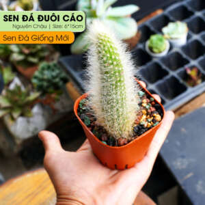 sen đá đuôi cáo