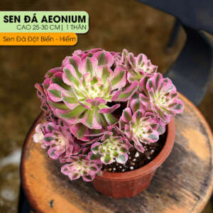 sen đá aeonium, sen đá aeonium hồng, sen đá đột biến hiếm, cách chăm sen đá aeonium, giá sen đá aeonium, sen đá cao cấp, mua sen đá đột biến