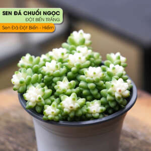 sen đá chuỗi ngọc var, sen đá đột biến, chuỗi ngọc var bông trắng, giá sen chuỗi ngọc, sen đá trắng kem, chăm sóc sen đá variegated