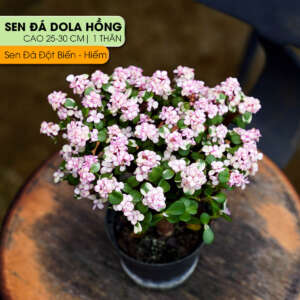 sen đá đô la hồng, sen đá đột biến, mua sen đá đô la hồng, giá sen đá đô la, sen đô la màu hồng, chăm sóc sen đá đô la, sen đá hiếm