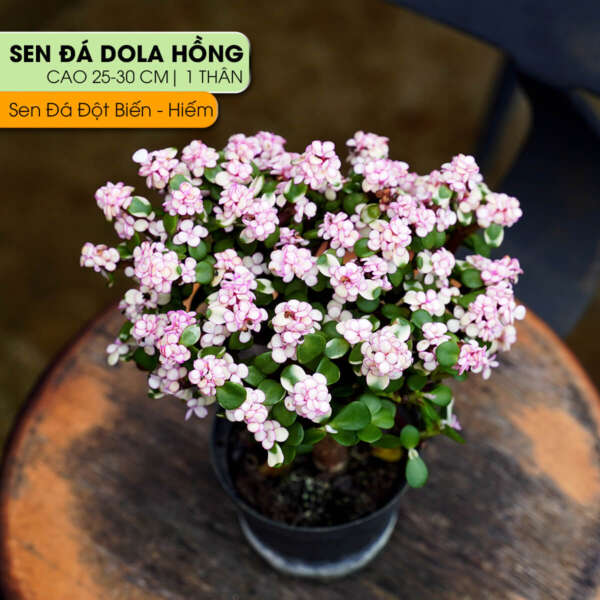 sen đá đô la hồng, sen đá đột biến, mua sen đá đô la hồng, giá sen đá đô la, sen đô la màu hồng, chăm sóc sen đá đô la, sen đá hiếm