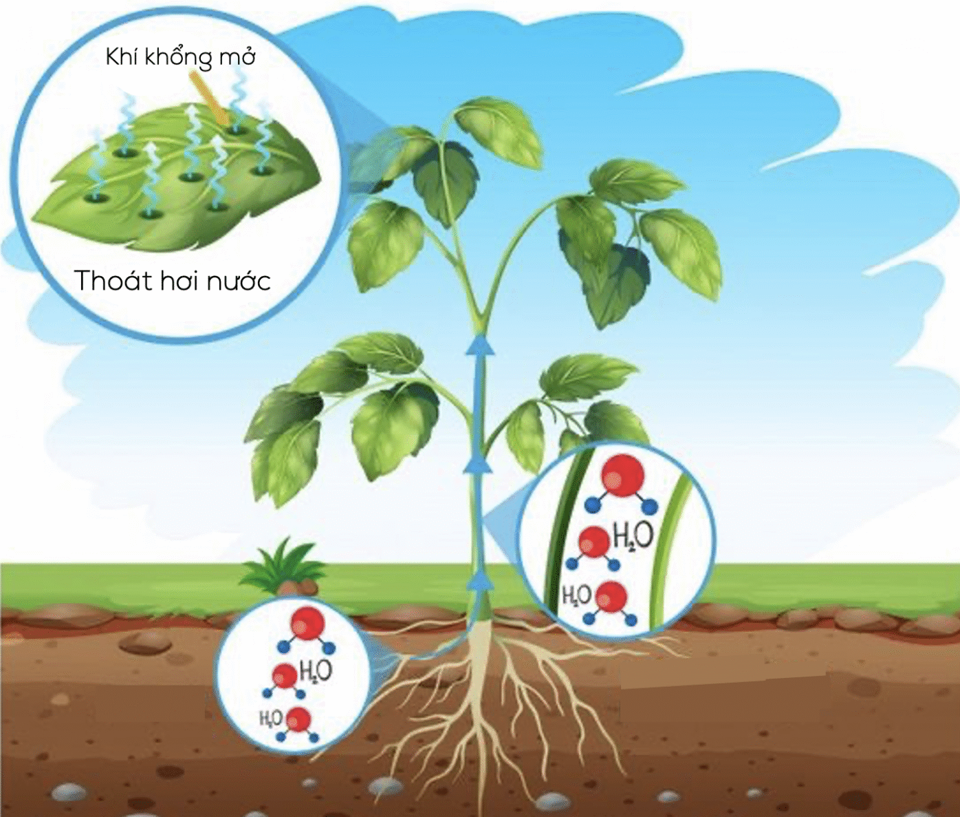 sốc nhiệt sen đá, chọn sen đá vào mùa nóng