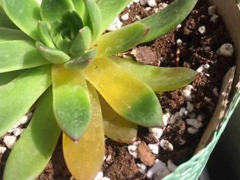 chọn sen đá vào mùa nóng, sen đá bị sốc nhiệt