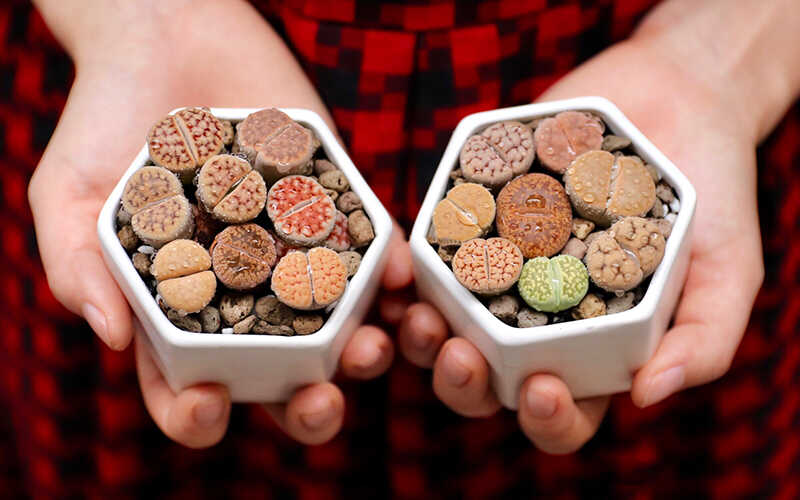 Sen đá mông, giá thể sen đá mông lithops