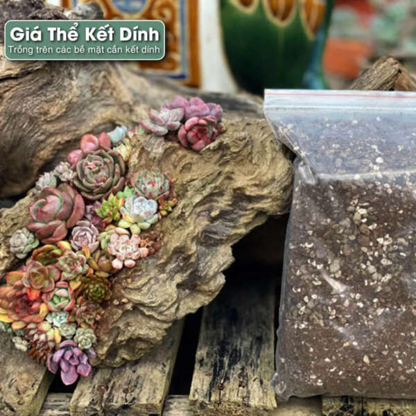 sen đá, sen đá đà lạt