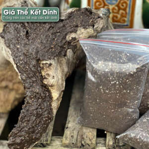 đất kết dính, giá thể kết dính trồng sen đa, giá thể sen đá
