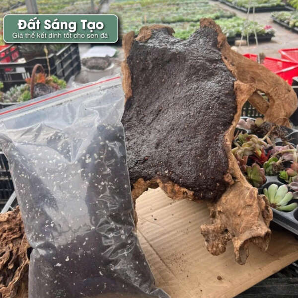 đất sáng tạo trồng sen đá, đất sáng tạo