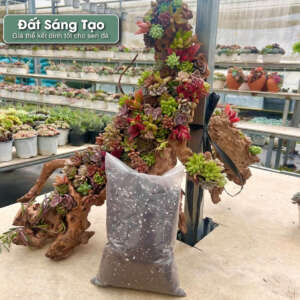 đất sáng tạo trồng sen đá, đất sáng tạo