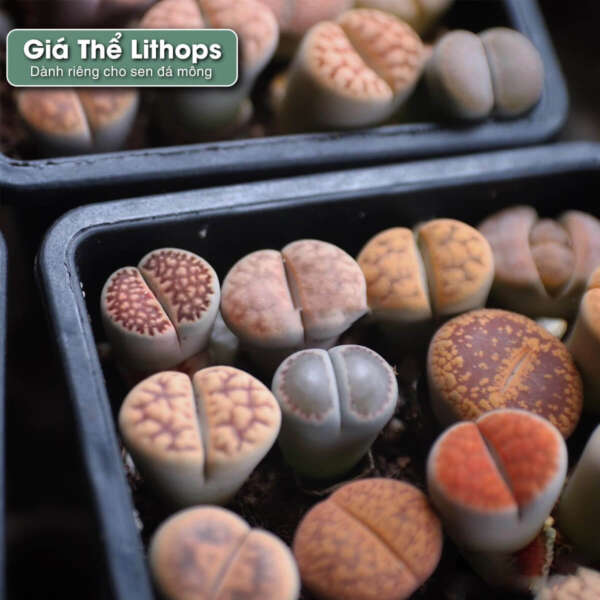 giá thể trồng sen đá mông