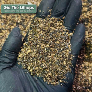 giá thể sen đá mông lithops, giá thể trồng sen đá mông lithops, giá thể trồng lithops