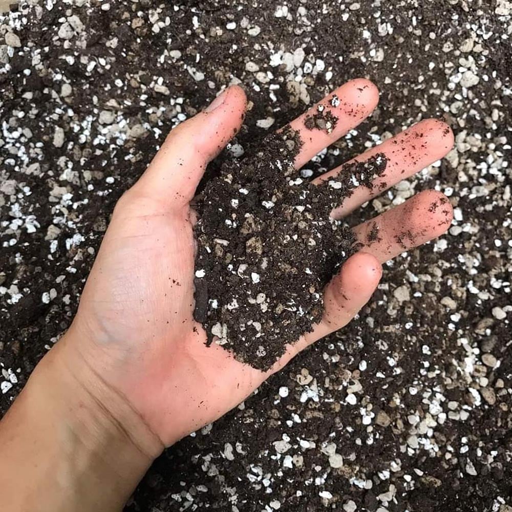 giá thể trồng sen đá soil mix, soil mix