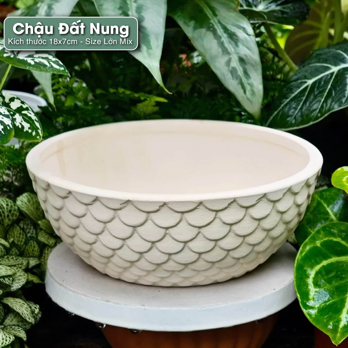 to-dat-nung-vay-ca-18x6,5cm chậu đất nung vảy cá 18x7cm