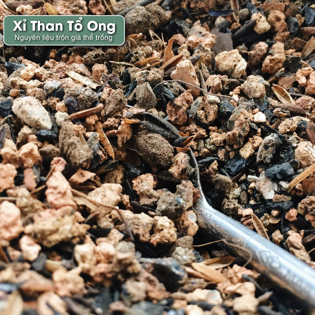 xi-than-to-ong-1 sen đá, sen đá đà lạt