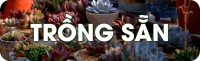 sendatrongsan
